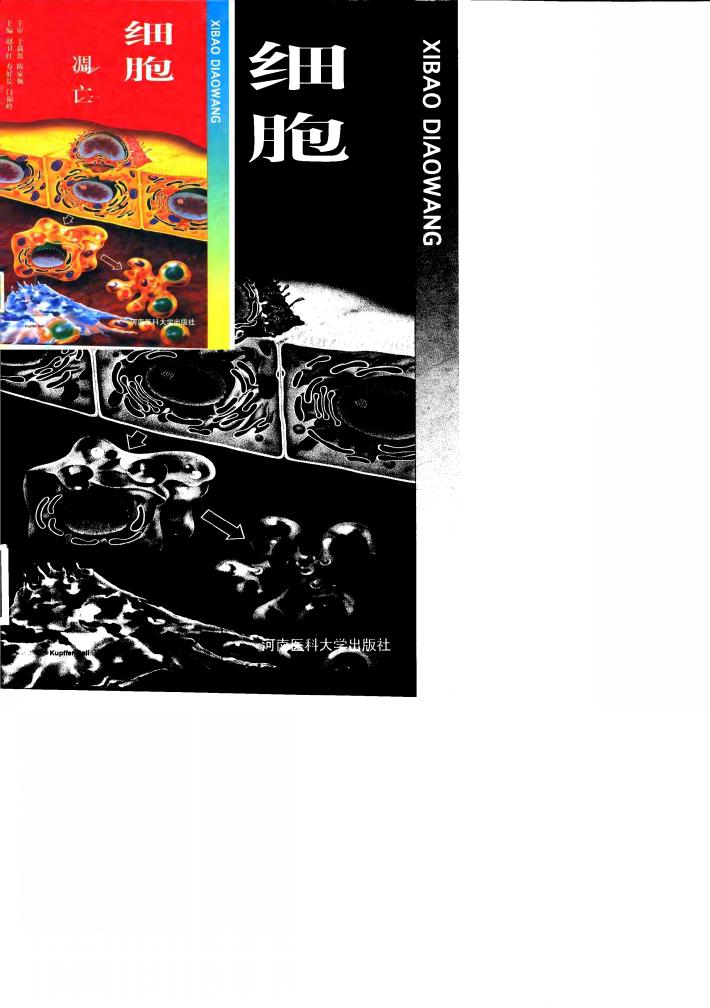 细胞凋亡 封面