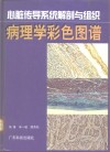 心脏传导系统解剖与组织病理学彩色图谱 封面