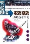 鹌鹑养殖技术图说 封面