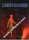 人体解剖学标本彩色图谱 封面