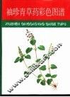 袖珍青草药彩色图谱 封面