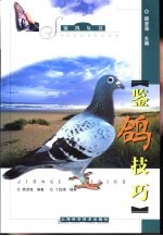 鉴鸽技巧 封面