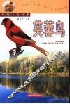 芙蓉鸟 封面
