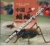 中国蝈蝈谱 封面