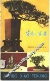 家庭小盆景 封面