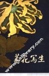 菊花写生 封面