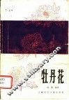 牡丹花 封面