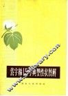 岱字棉15号典型性状图解 封面