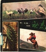 鹤、孔雀、马的动态 封面