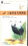 上海常见鸟类图鉴 封面