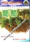 葡萄 封面