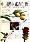 中国野生花卉图谱 封面