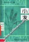 小麦 封面