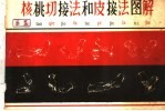 核桃切接法和皮接法图解 封面