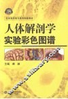 人体解剖学实验彩色图谱 封面