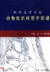 新药毒理实验动物组织病理学图谱 封面