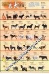 世界名犬欣赏挂图 封面