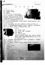 海水观赏鱼  人字蝶  咖啡蝶  非洲迷你神仙 封面