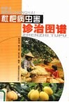 枇杷病虫害诊治图谱 封面