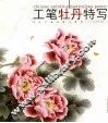 工笔牡丹特写 封面