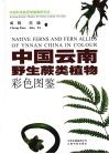 中国云南野生蕨类植物彩色图鉴 Native ferns and fern allies of Ynnan China in colour eng 封面