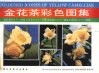 金花茶彩色图集 封面