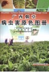 广西烟草病虫害原色图册 封面