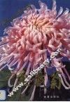 盆栽菊 封面
