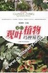 流行观叶植物巧种易养 封面
