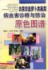 白菜甘蓝萝卜类蔬菜病虫害诊断与防治原色图谱 封面