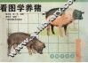 看图学养猪 封面