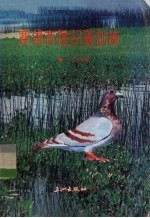 赛鸽育种饲养训练 封面