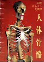 制作真人大小的模型  人体骨骼 封面