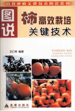 图说柿高效栽培关键技术 封面