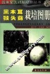 黑木耳、猴头菇栽培图册 封面