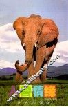 人兽情缘 封面