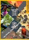 百鸟 封面