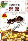 小昆虫大探秘  社会活动家  蚂蚁 封面