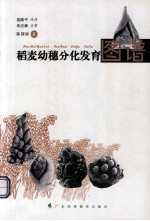 稻麦幼穗分化发育图谱 封面