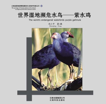 世界湿地濒危水鸟  紫水鸡 封面