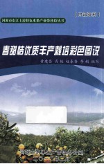 春甜桔优质丰产栽培彩色图说 封面