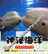 宝宝小画书  神秘海洋 封面
