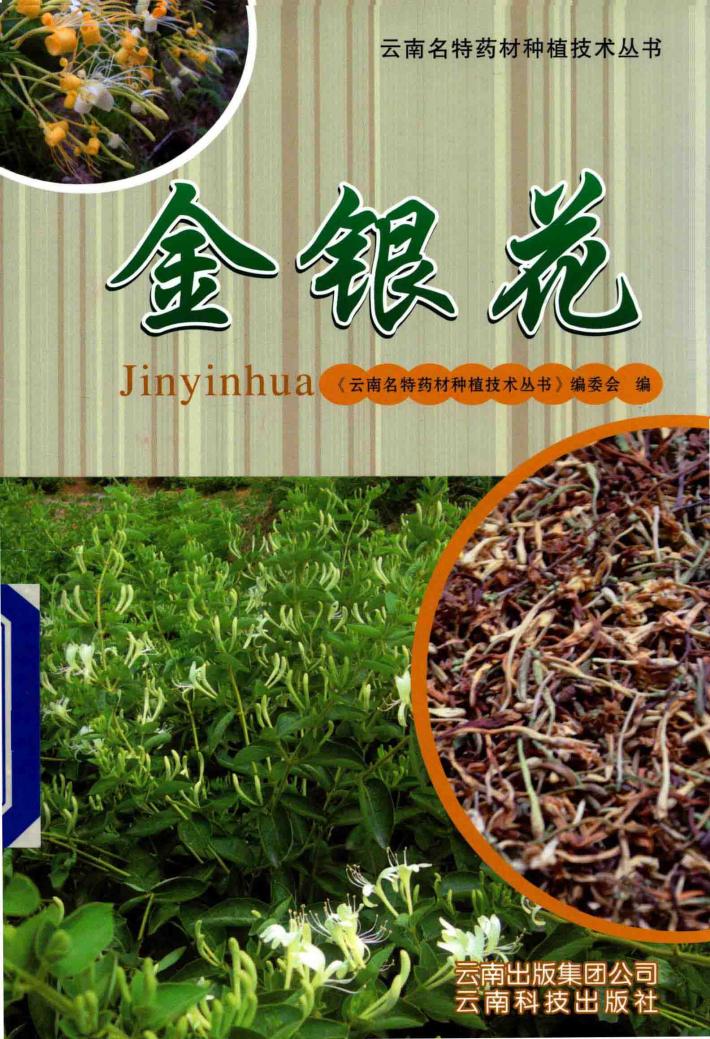 金银花 封面