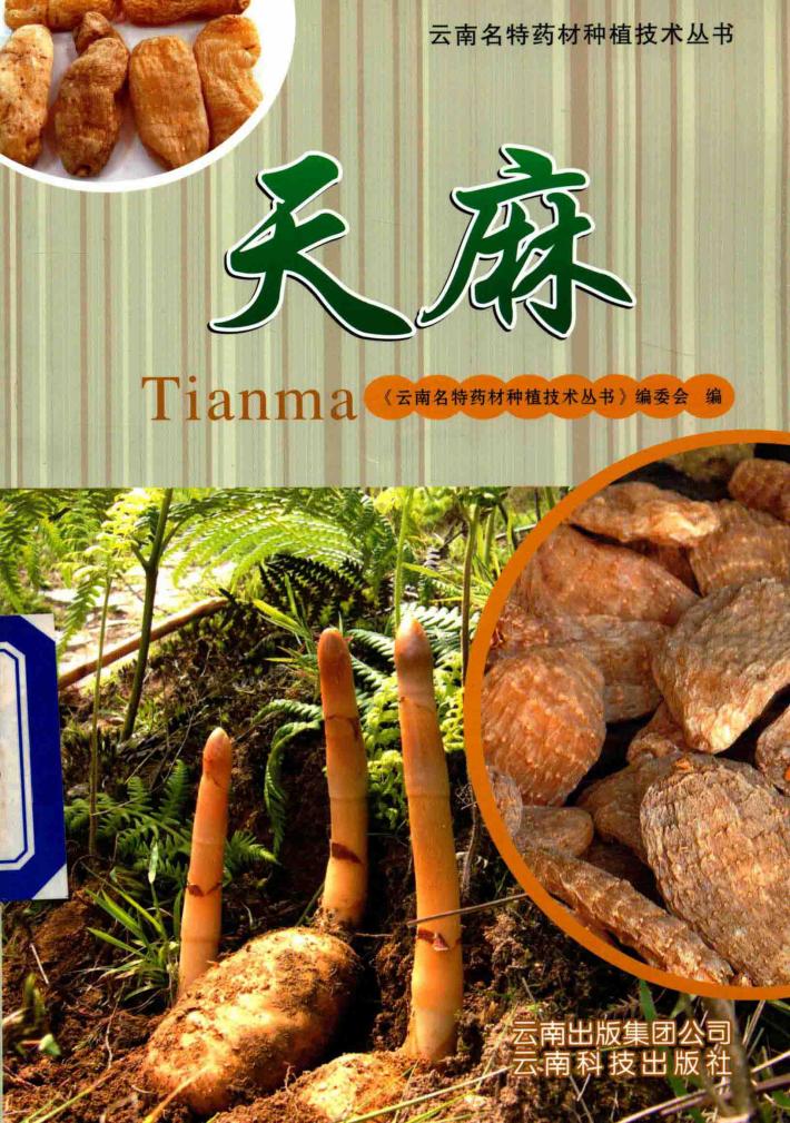 天麻 封面