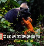 美丽的喀斯特精灵  珍稀白头叶猴 封面