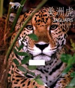 美洲虎 封面