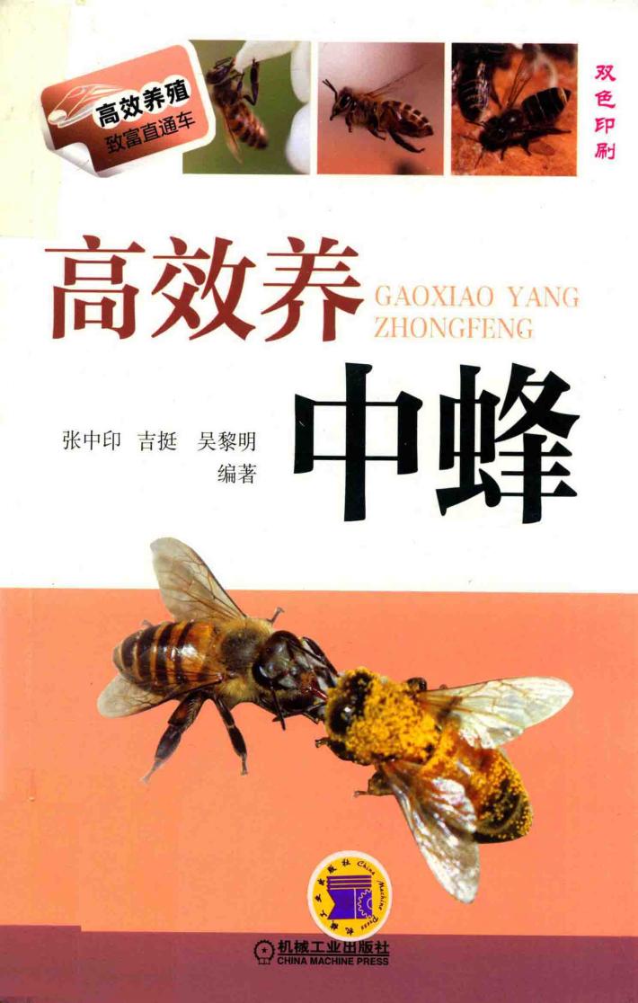 高效养中蜂 封面