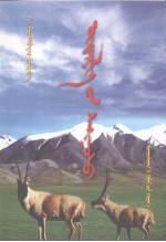 高原娇子藏羚羊 封面