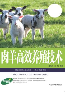 肉羊高效养殖技术 封面