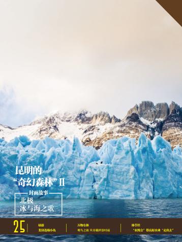 林度  昆明的“奇幻”森林  第25期 封面